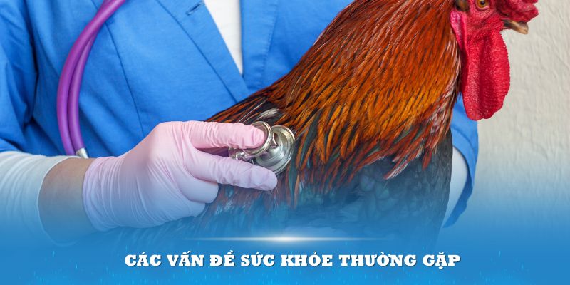 cac-van-de-suc-khoe